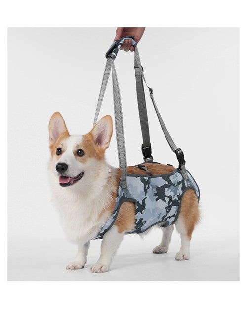 Corgi standing in the blue camo full-body harness, handle held up