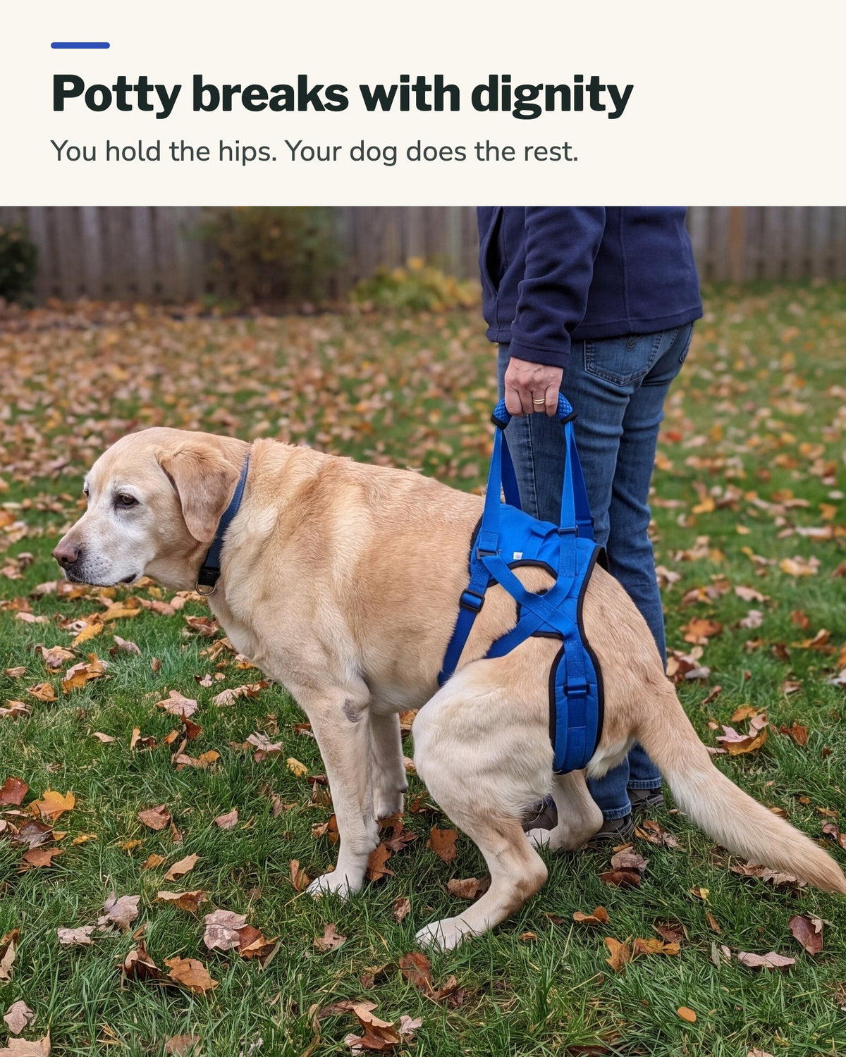 Potty breaks with dignity: a senior Labrador squats while the owner holds the rear harness handle