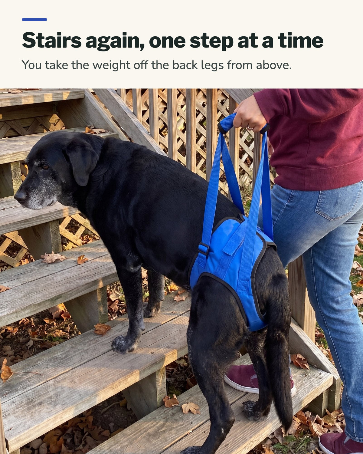Stairs again, one step at a time: a black Labrador climbs the back steps with the rear harness