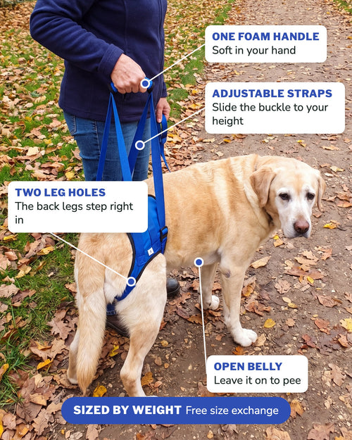 Rear lift harness features: one foam handle, adjustable straps, two leg holes, open belly, sized by weight