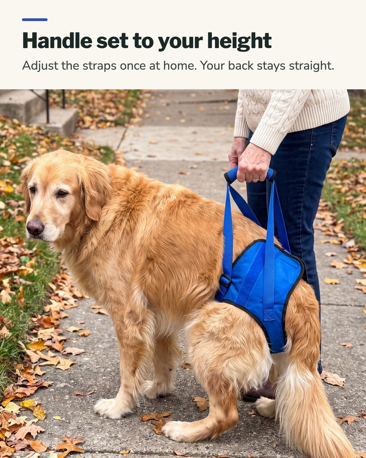 Handle set to your height: an owner stands straight holding the rear harness on a golden retriever