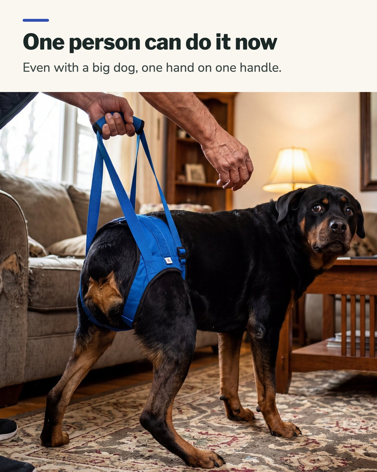 One person can do it now: a man holds the rear harness handle on his Rottweiler
