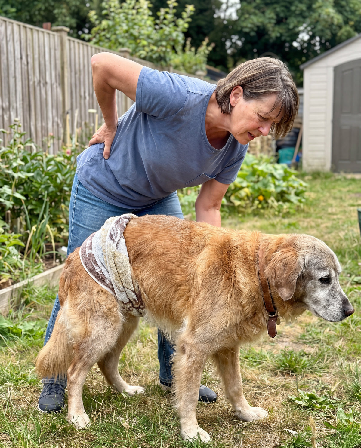 A woman bent double in a backyard, holding a towel sling under a large dog's belly, one hand pressed to her lower back.