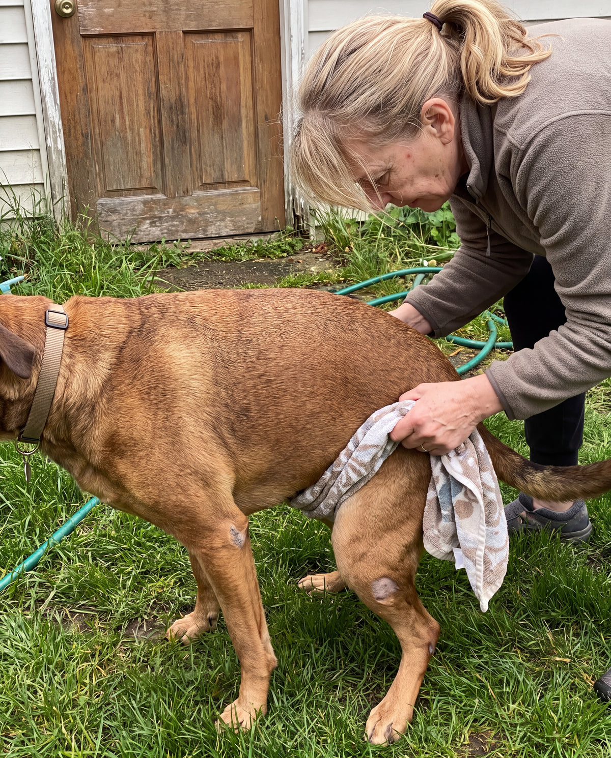 Woman bent over holding a towel under a large dog's belly at the back door