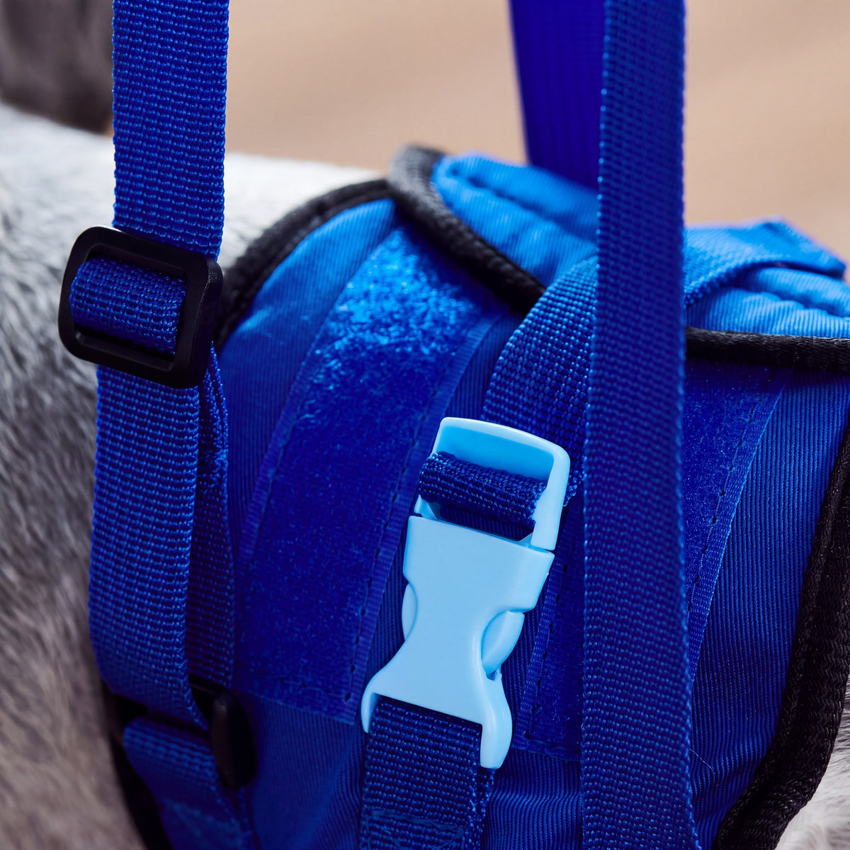 Woman standing in a yard holding the grip of a rear harness worn by a large dog
