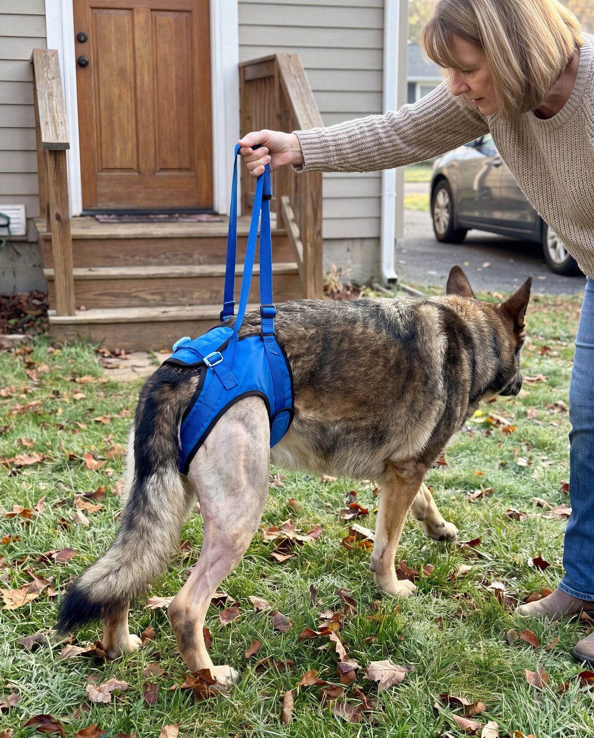 A large dog with a shaved back leg walks on the lawn toward the grass in a blue rear harness while a woman behind him holds its grip.