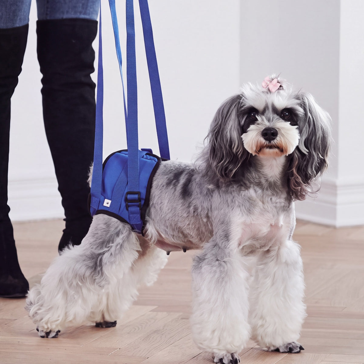A senior dog getting up from a rug with a blue rear support harness on its back end, a woman holding the handle