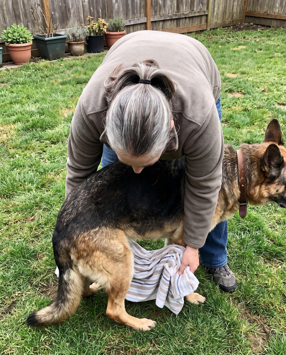 A bath towel slung under a senior German Shepherd's belly, the owner holding both ends while the towel slides back toward the hind legs