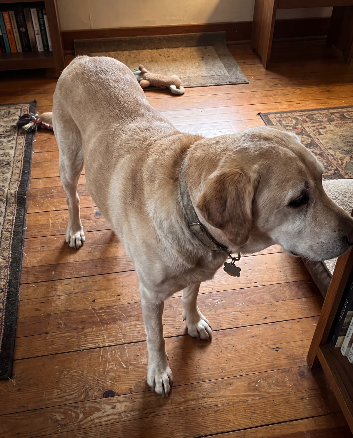 Top-down view of a senior Labrador standing on a wooden floor, with broad shoulders and narrow, thin hips
