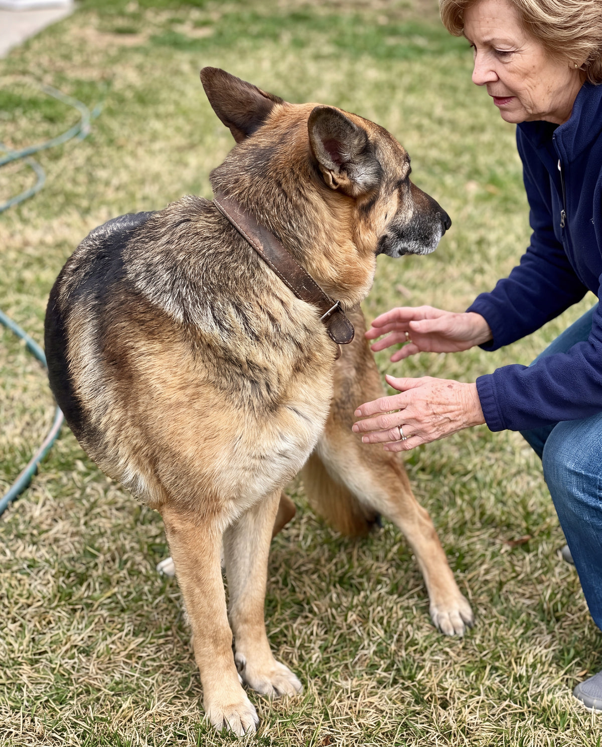 Senior German shepherd seen from above on a lawn, broad shoulders and narrow back legs