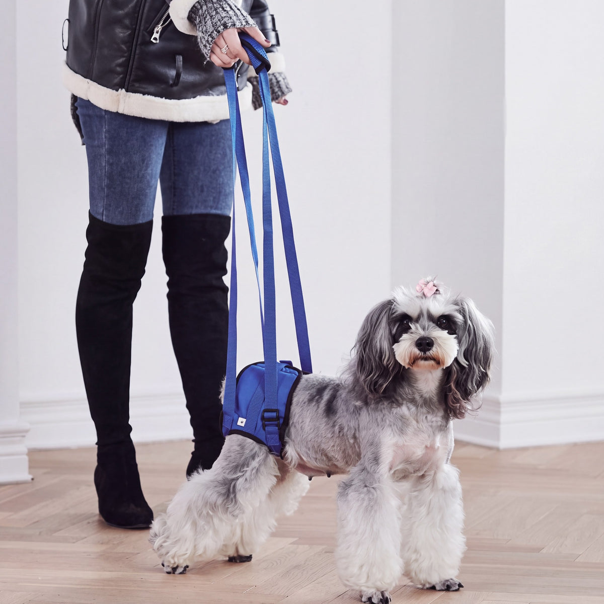 Woman in her yard holding the grip of a blue rear harness while her senior dog walks toward the back door