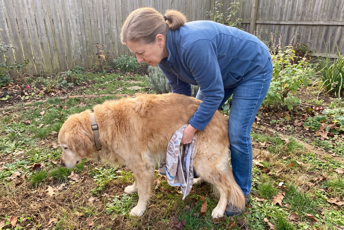 Woman bent over behind a large senior dog in a backyard, holding a towel under his belly
