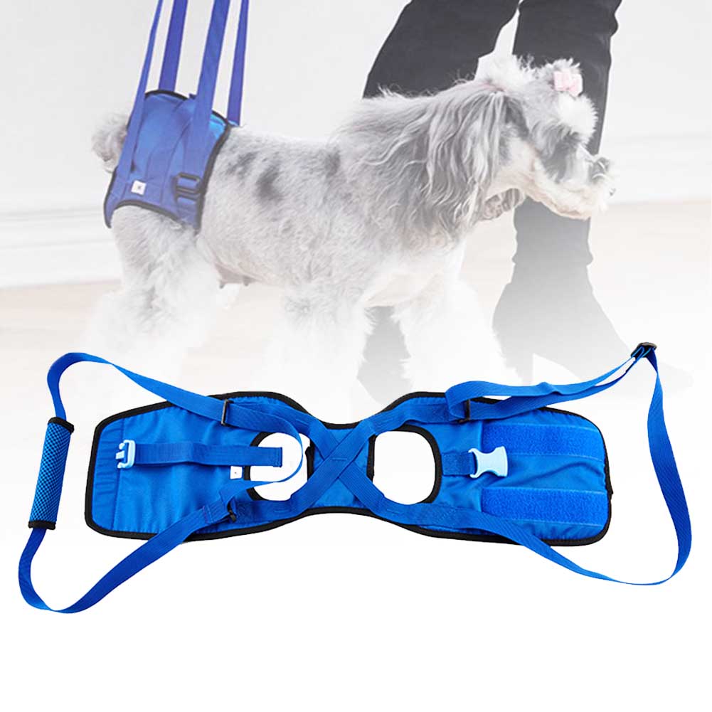 Woman lifting the back end of a large senior dog from a rug by the grip of a blue rear harness