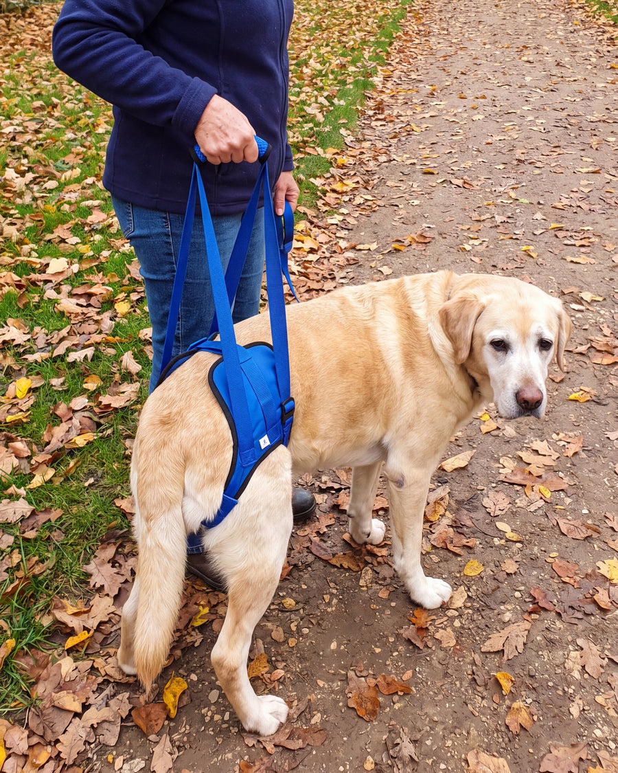 Woman walking her senior yellow Labrador on a path, holding the handle of his blue rear harness