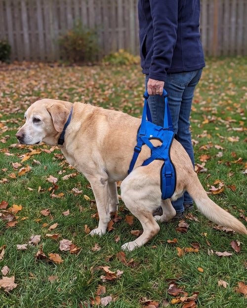 Woman holding the handle of a blue rear harness while her senior yellow Labrador squats on the lawn