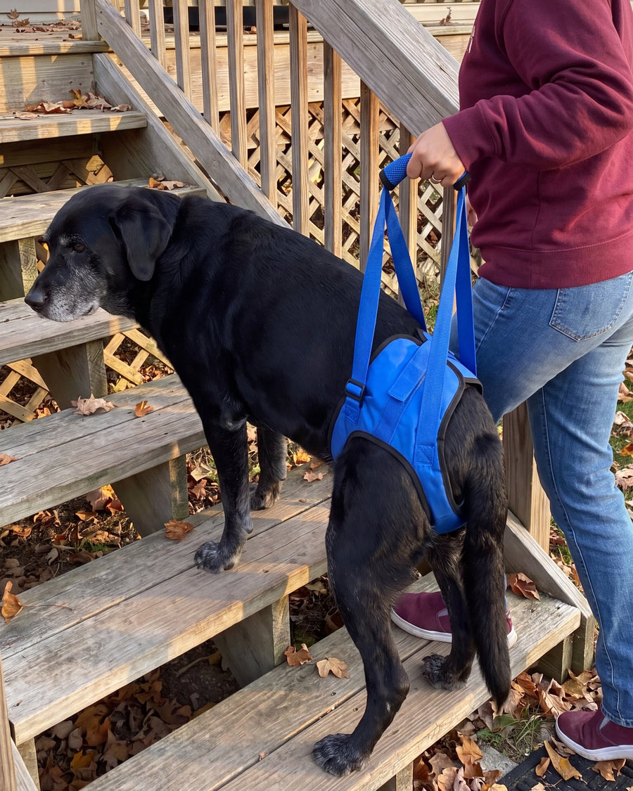 Woman holding the handle of a blue rear harness as her black Labrador climbs the back steps